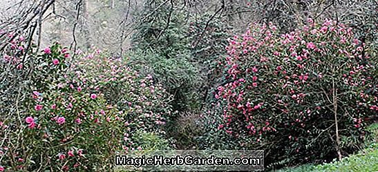 Camellia reticulata (Royalty Camellia)
