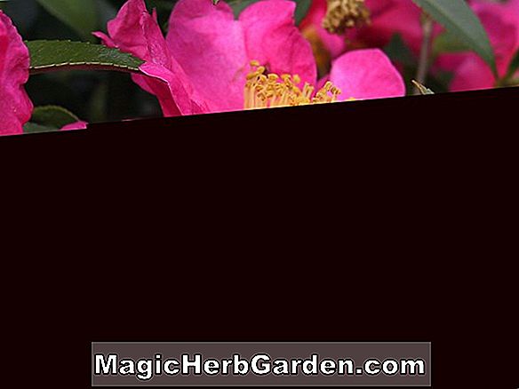 Camellia reticulata (Great Peach Red Camellia)