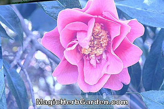 Camellia reticulata (Al Gunn Camellia)