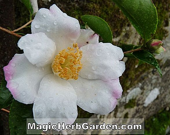 Camellia saluensis (saluensis) - #2
