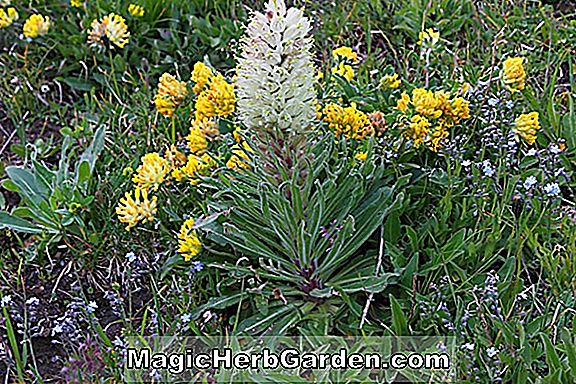 Campanula thyrsoides (Alba Flore Pleno Bellflower) - #2