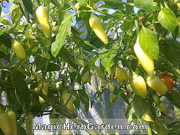 Capsicum annuum (D. Cecei Capsicum) - #2