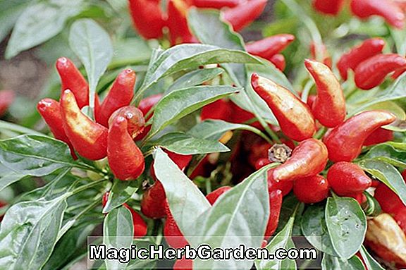 Capsicum annuum (Hot Portugal Pepper) - #2