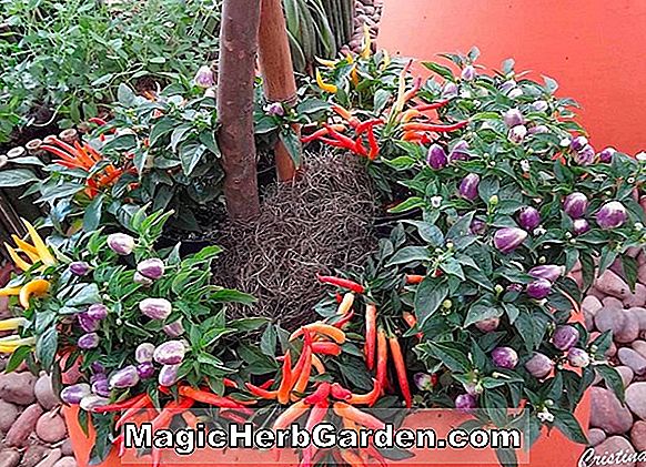 Tumbuhan: Capsicum annuum (Pimenta Mexicana Pepper) - #2