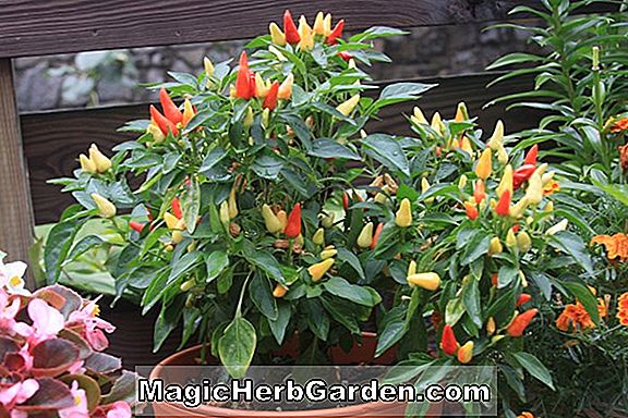 Capsicum annuum (Willing's Barbados Capsicum Pepper)