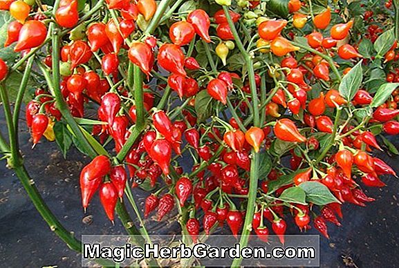 Tumbuhan: Capsicum baccatum (Peru Dark Red Aji Pepper)