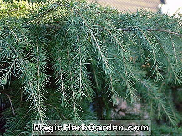 Tumbuhan: Cedrus deodara (Crassifolia Himalayan Cedar)