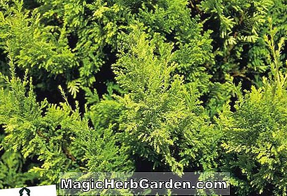 Chamaecyparis obtusa (Slender Hinoki Cypress)