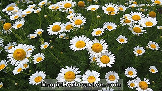 Chamaemelum nobile (Lawn chamomile)