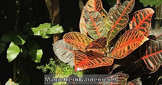 Codiaeum variegatum (Evening Embers Croton Codiaeum)