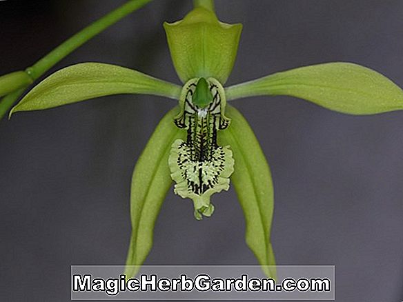 Coelogyne pandurata (Coelogyne Orchid)