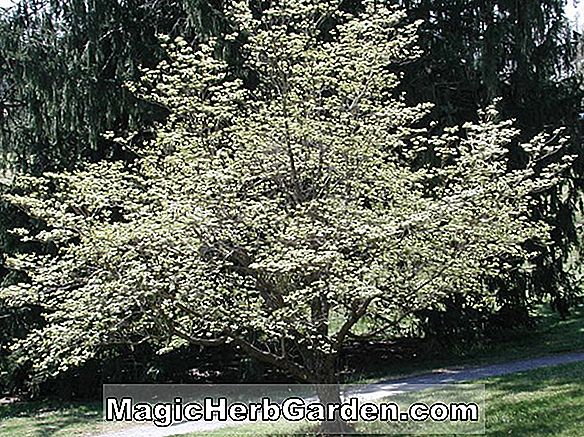 Cornus florida (Pluribracteata Flowering Dogwood)