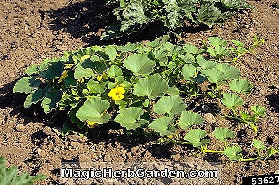 Cucumis melo (Prescott Fond Blanc Melon)