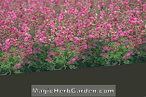 Daboecia cantabrica (Bicolor Heath)