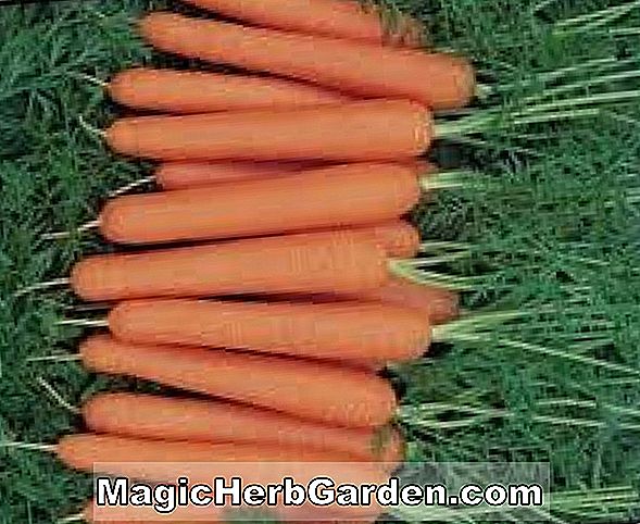 Daucus carota (Nelson Carrot)