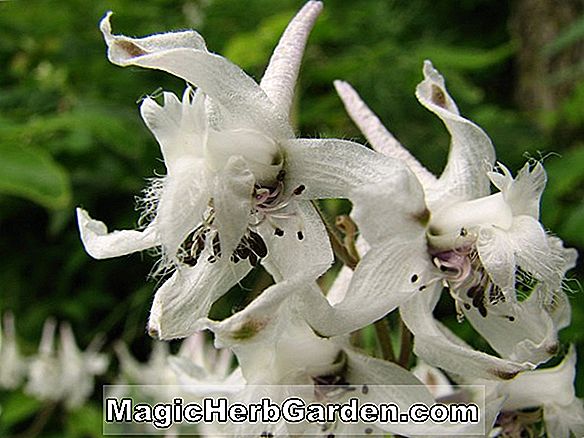 Delphinium virescens (Prairie Larkspur) - #2