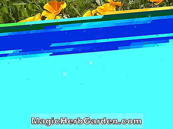 Tumbuhan: Eschscholzia californica (Crocea Poppy) - #2