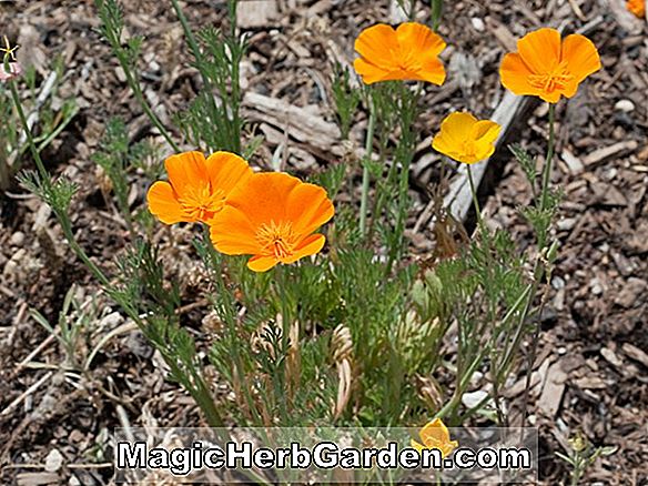 Eschscholzia californica (Fireflame Poppy) - #2