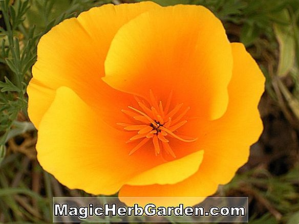 Eschscholzia californica (Orange King California Poppy)