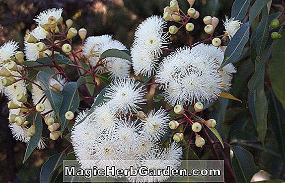 Eucalyptus calophylla (Hawkeyi Eucalyptus) - #2