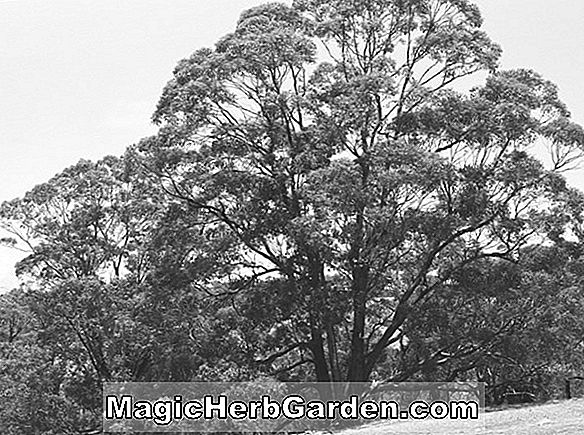 Eucalyptus cornuta (Yate) - #2