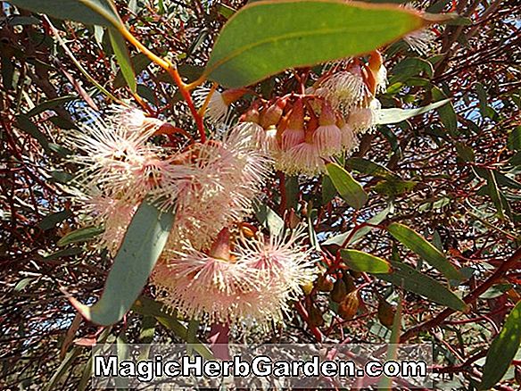Eucalyptus grossa (Mallee Berbunga Kasar)