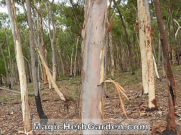 Eucalyptus mannifera (Gum Berbintik Merah)