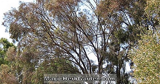 Eucalyptus spathulata (Rawa Mallee)