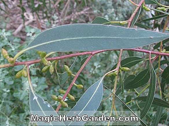 Eucalyptus viminalis (Manna Gum) - #2