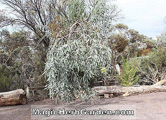 Eucalyptus woodwardii (Gum Berwarna Lemon) - #2
