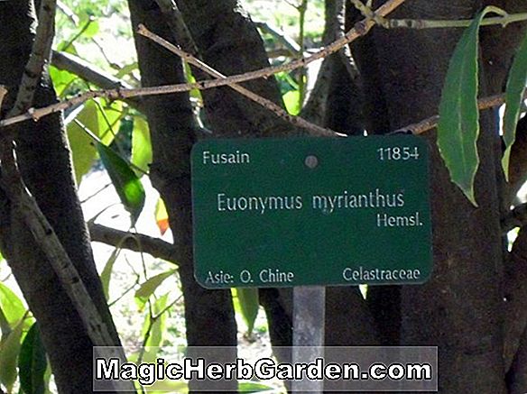 Euonymus kiautschovicus (Manhattan Euonymus)