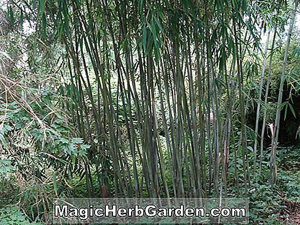 Fargesia adpressa (A-4 Bamboo)