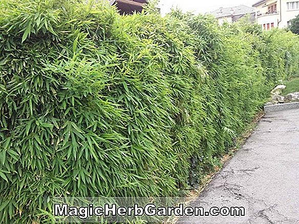 Tumbuhan: Fargesia robusta (Bambu)