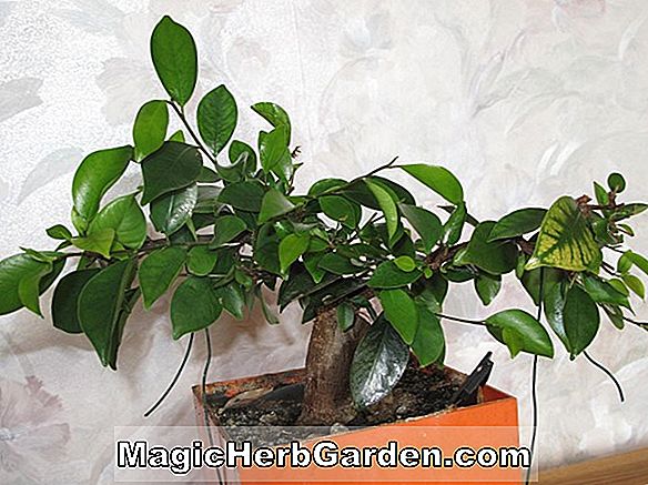 Ficus benjamina (Ficus)