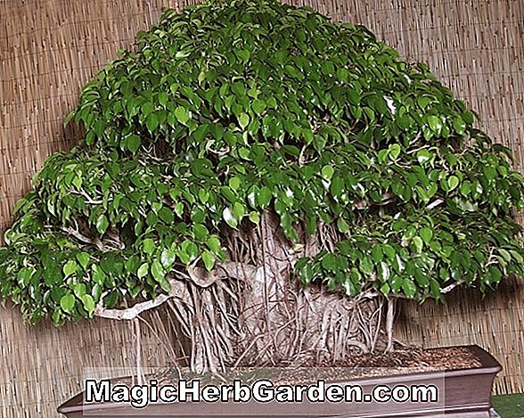 Ficus microcarpa (Tirai Gambar)