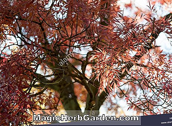 Fraxinus augustifolia (Abu-abu berdaun sempit) - #2