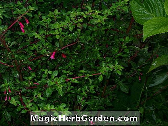 Fuchsia (Lord Hill Fuchsia)