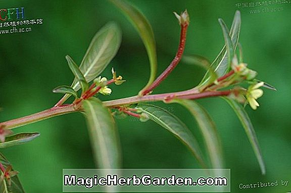 Fuchsia (Prostrata Fuchsia) - #2