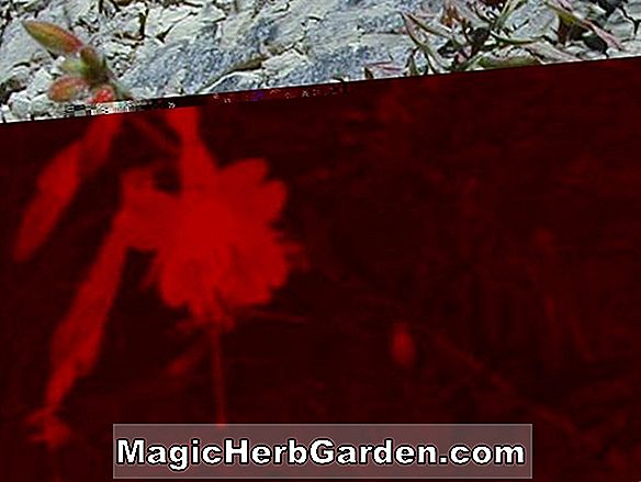 Fuchsia (Tinker Bell Fuchsia) - #2