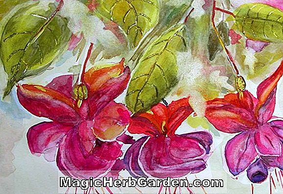Fuchsia (Cheerful Fuchsia) - #2