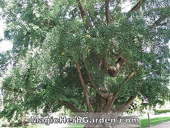 Ginkgo biloba (Pohon Emas Gugur Maidenhair)