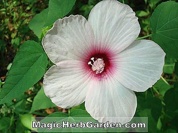 Hibiscus moscheutos (Common Rose Mallow-Disco Swamp Series)