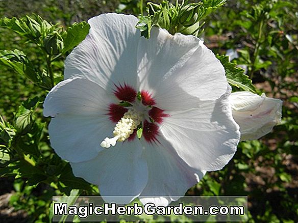 Hibiscus syriacus (Red Heart Rose of Sharon)