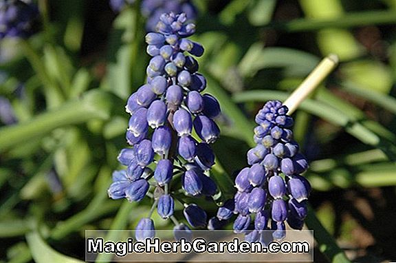 Hyacinthus orientalis (Lady Derby Dutch Hyacinth)