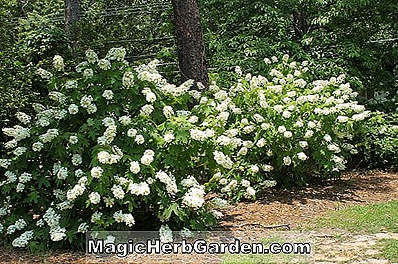 Hydrangea quercifolia (Picnic Hill Hydrangea)
