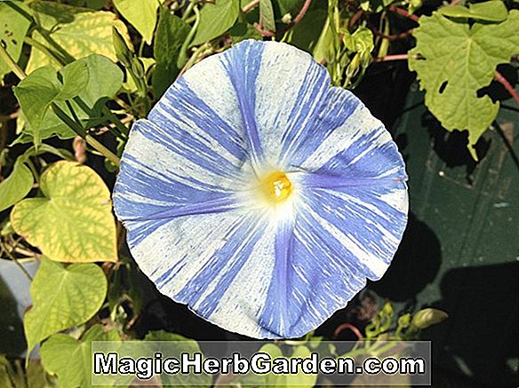 Ipomoea tricolor (Morning Glory)