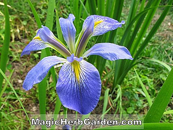 Tumbuhan: Iris brevicaulis (Iris Louisiana)