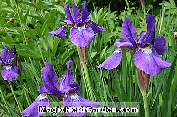 Iris germanica (Golden Garland Iris) - #2