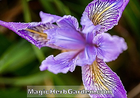 Iris tenax (Pantai Pasifik Beardless Iris)