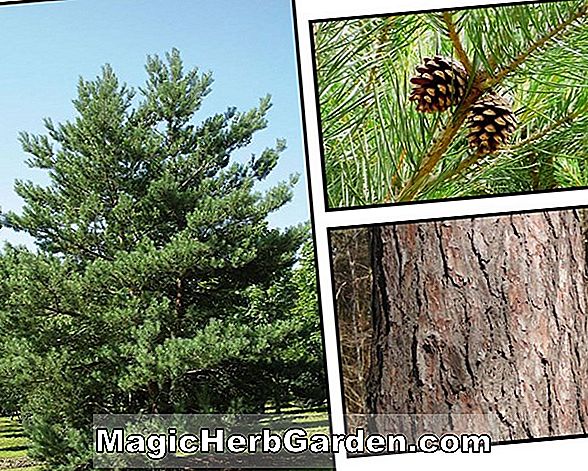 Juniperus chinensis (Ames Juniper Cina)